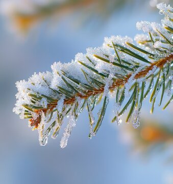 Low angle close-up of pine branches covered with snow and ice