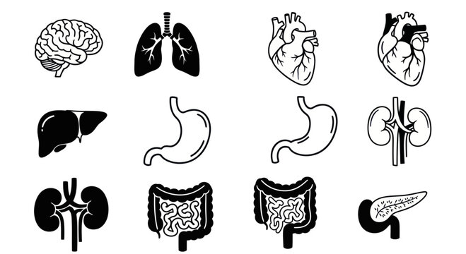 Human Internal Organs Medical Illustration.