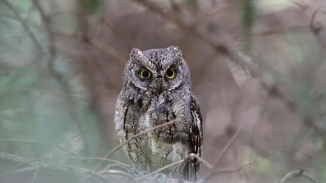 Oriental Scops Owl Watching From Tree Branch