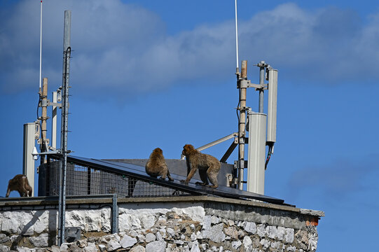 Les singes macaques sauvages en libert&eacute; dans le d&eacute;troit de Gibraltar, au Royaume Uni
