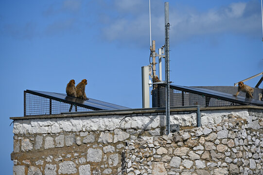 Les singes macaques sauvages en libert&eacute; dans le d&eacute;troit de Gibraltar, au Royaume Uni