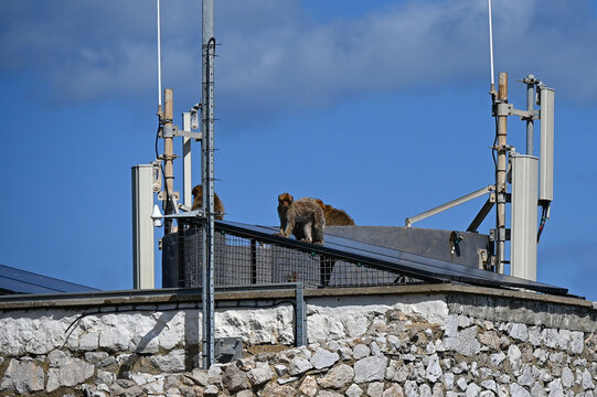 Les singes macaques sauvages en libert&eacute; dans le d&eacute;troit de Gibraltar, au Royaume Uni