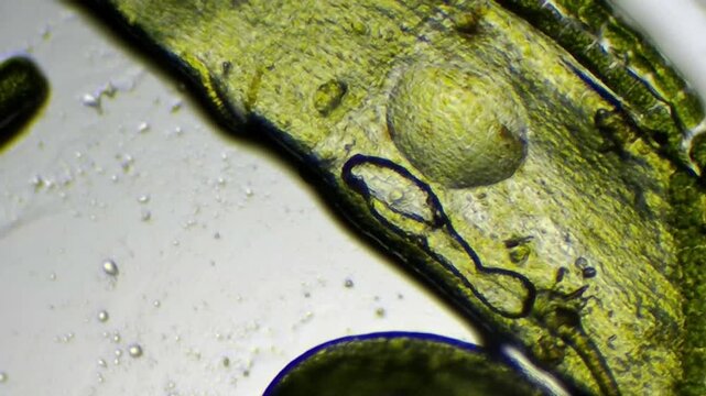Microscopic close-up of thick green algae texture with prominent cellular bumps and copy space