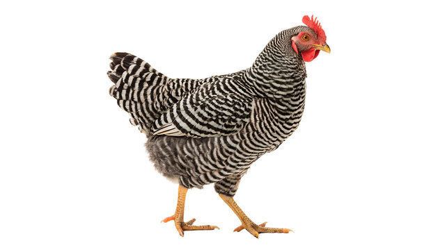 Grey fluffy chicken hen standing looking curious towards left side isolated on transparent background