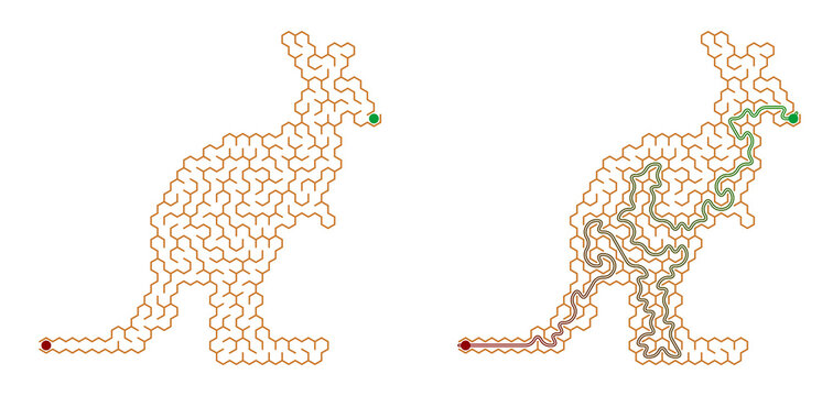 Maze puzzle of a Kangaroo with solution path and answer key, labyrinth activity sheet  