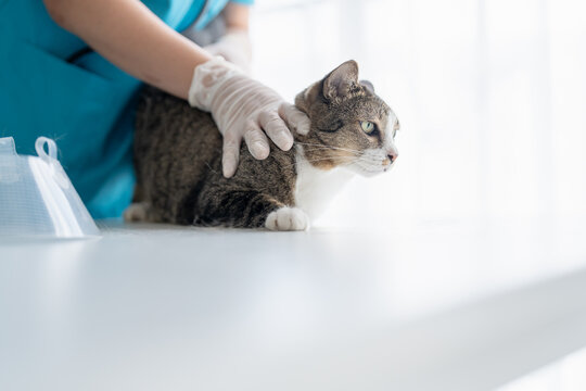 veterinarian examining disabled three legged cat on examination table at veterinary clinic showing special needs pet care and compassion