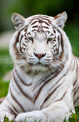Obraz premium Close-up portrait of a majestic white tiger showing intense facial features and dark stripes with predator