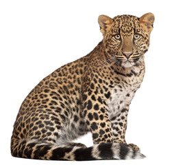 Full body studio portrait of a young leopard sitting isolated on white background with wildlife, predator ©  SobuzForge