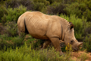Obraz premium Side View of White Rhinoceros Walking Through African Shrubland