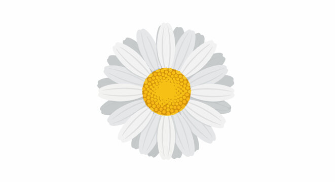Simple illustration of a white daisy with a yellow center on a white background
