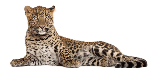 Naklejka premium A young spotted leopard lying down on a white background with wildlife predator portrait isolated creature