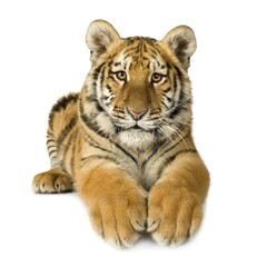 Obraz premium Young tiger cub resting isolated on white background with predator wildlife isolated portrait beautiful