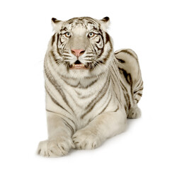 Obraz premium White bengal tiger looking forward with predator majestic wildlife isolated background carnivore