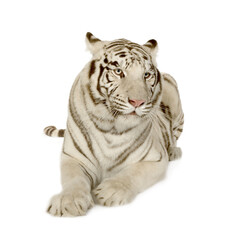 Obraz premium White bengal tiger resting isolated on white background with predator majestic wildlife portrait carnivore