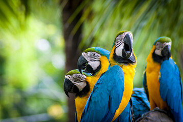 Close-up portrait of blue and gold macaws perched together on a branch with tropical bird, colorful nature © NeuraPix Studio