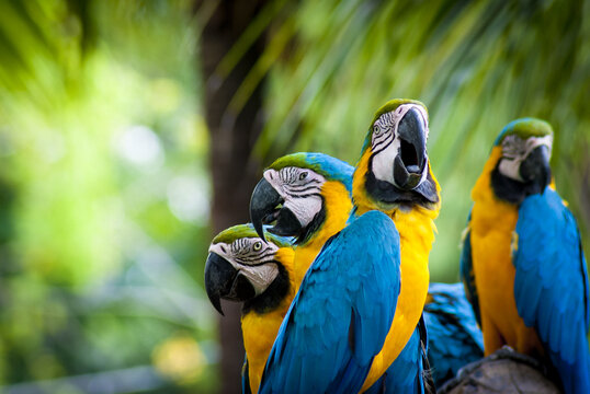 Close-up portrait of blue and gold macaws perched together on a branch with tropical bird, colorful nature