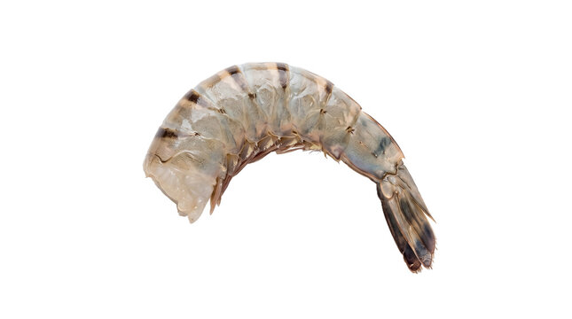 Shrimp is shown as a single, raw, peeled crustacean tail curved neatly against a bright white background.