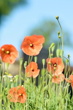 Mohnblumen