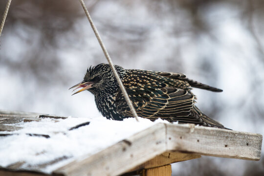 European starling (Sturnus vulgaris) on a snow-covered bird feeder