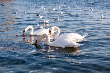 Mute swans (Cygnus olor) and gulls on water © 2xwilfinger