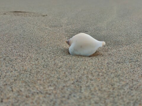 Gong gong snail shell isolated on fine beach sand in minimalist composition