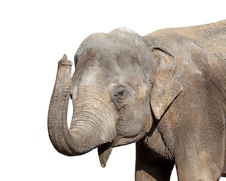 Isolated portrait of a young elephant making a gesture with it's trunk