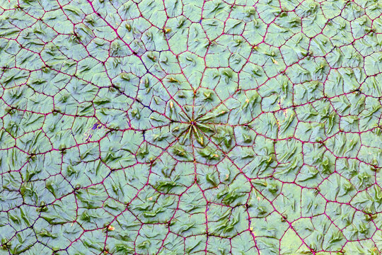 Closeup of a Prickly Water Lily background texture