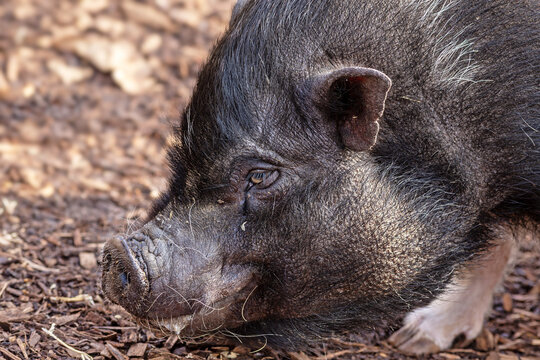 Portrait of a wild boar
