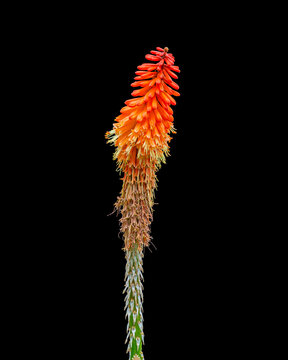 Red Hot Poker plant isolated on a black background
