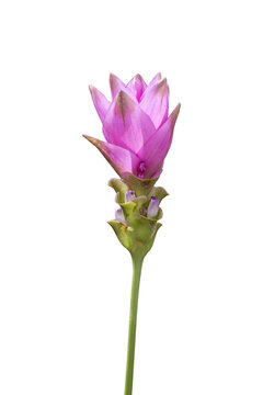 Siam Tulip (Curcuma alismatifolia) in full bloom isolated on an empty background PNG file