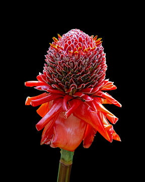 Closeup of a Torch Ginger plant isolated on a black background