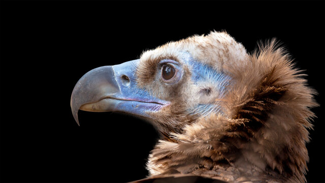 Cinereous Vulture portait, showing its pale blue facial skin, sharp curved beak, and dense brown plumage isolated on a black background 
