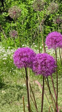 Vibrant purple allium flowers blooming in a sunny botanical garden with a field of white daisies in the background.