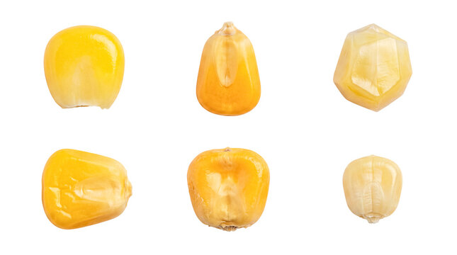 Vibrant yellow corn kernels photographed from various angles, isolated on a transparent background.