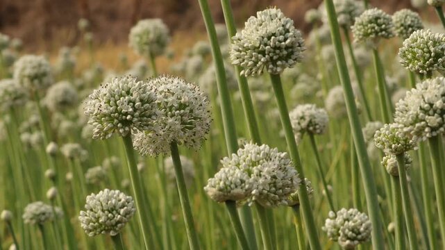 Onion Flower Field Blooming in Soft Sunlight. White Allium Flowers in Spring. Blooming Leek Plants in Agricultural Field. White Ball-Shaped Flower Heads Swaying in Wind. Organic Onion Crop Flowering