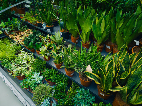 Assortment of green houseplants on shelves in a garden center. Aglaonema, schefflera and other tropical foliage plants in pots at a greenhouse nursery store for interior decoration.