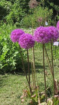 Vibrant purple allium flowers blooming in a sunny botanical garden with a field of white daisies in the background.