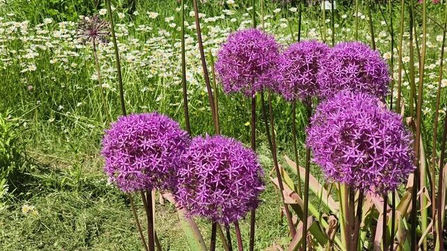Vibrant purple allium flowers blooming in a sunny botanical garden with a field of white daisies in the background.