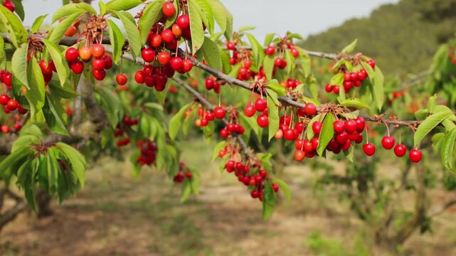 Close-up of ripe red cherries hanging on branches and gently moving in the wind in a cherry orchard. Fresh sweet fruit growing on trees during harvest season in agricultural landscape.