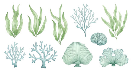 Green Seaweed and Coral Reef Elements. © viera