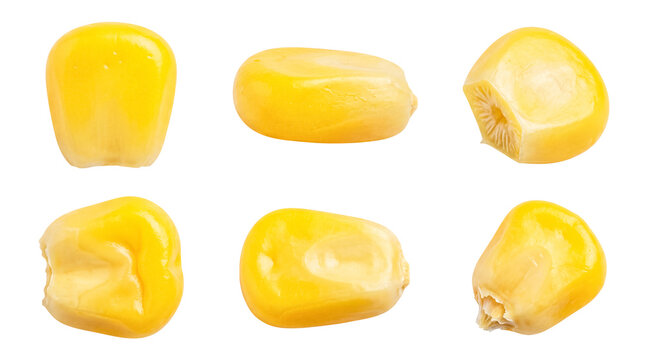 Vibrant yellow corn kernels photographed from various angles, isolated on a transparent background.