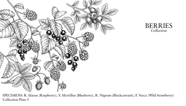 Vintage botanical berries collection, hand drawn raspberry and blueberry line art, black and white wild strawberry and blackcurrant engraving