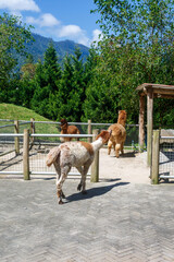 Naklejka premium Alpaca on a farm with mountain landscape, green pine forest, and blue sky background. Peaceful rural scenery featuring livestock in a natural countryside setting
