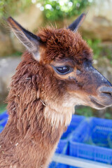 Naklejka premium Adorable brown alpaca portrait in a rural outdoor setting, featuring detailed wool texture, shallow depth of field, and natural sunlight. Perfect for themes related to animals, farming and livestock