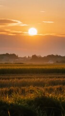 Fototapeta premium Setting sun gilds boundless rice fields with golden waves rolling toward hazy woods, pastoral natural material for autumn harvest and autumnal equinox.