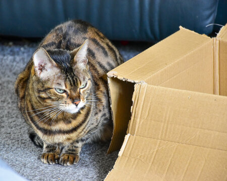 bengal cat sitting next to a cardboard box