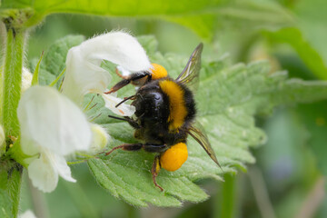 Bumblebee on  a flower © Marko