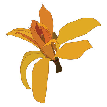 Yellow Magnolia Champaca flower illustration, exotic tropical Champa blossom Isolated on Transparent Background