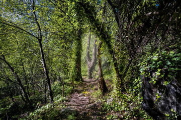 Fototapeta premium Sendero en el bosque