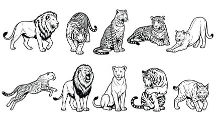 Vintage wild cat illustrations, hand drawn big cat vector set of 10 icons, black and white lion and tiger sketches for safari branding © Saad